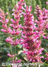 Agastache 'Red Fortune'